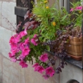 A pretty window box in Fürth