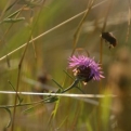 Thank you Mr Bee, good timing