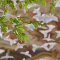 The installation involved origami birds and real trees