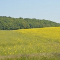 Loads of oilseed rape