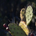 How do you caption a picture of a cactus?