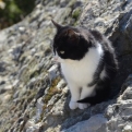 Cat on rock