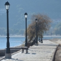 Cat and lampposts