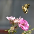 Spectacular butterfly on campsite