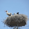 Stork's nest on telegraph pole