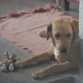 Bobo the dog at István's mum's house