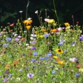 Seriously... flowers everywhere! What a beautiful country