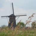 Grass and windmill