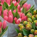 Tulips... very Dutch