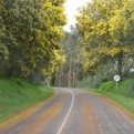 Beautiful trees with yellow blossom lining the roads, all the way from Sagres to Odemira