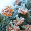 The frost spared nothing