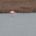 Moving snapshot of a flamingo near Montpellier as we sped past