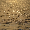 Shells glistening in the low sunlight
