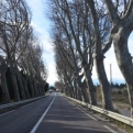 An avenue of trees - very french