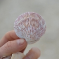 Collecting shells on the beach at Fisterra