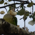 Parakeet eating bread