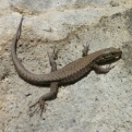 Another friendly gecko